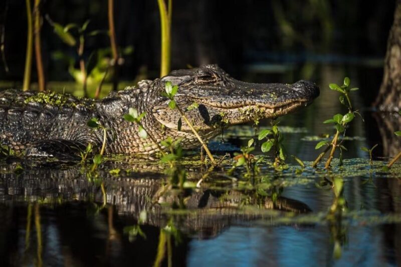New Orleans: Manchac Magic Kayak Swamp Tour - FAQ