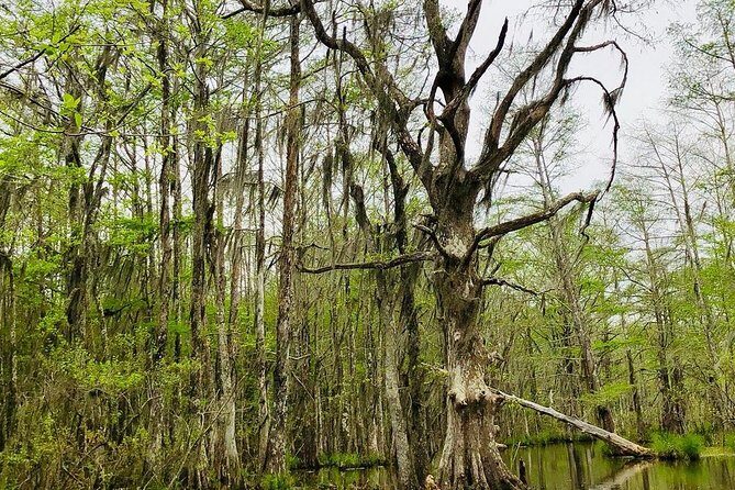 New Orleans Self-Transport Swamp and Bayou Boat Tour - An In-Depth Look at the Honey Island Swamp Boat Tour