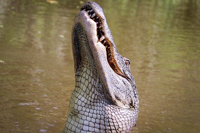 New Orleans Small-Group Airboat Swamp Tour - Detailed Review: What to Expect from the Experience