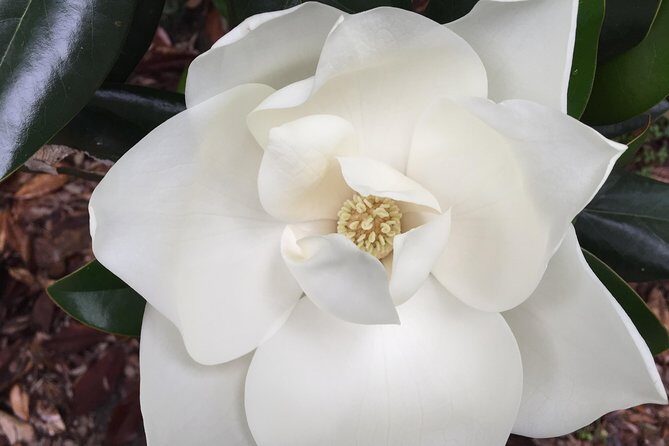 New Orleans Small-Group Garden District Walking Tour - FAQ