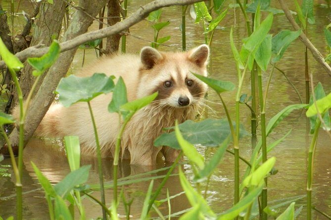 New Orleans Swamp and Bayou Boat Tour with Transportation - Who Will Love This Tour?