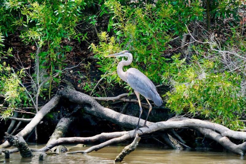 New Orleans: Swamp Boat Ride & Oak Alley Plantation Tour - Final Thoughts