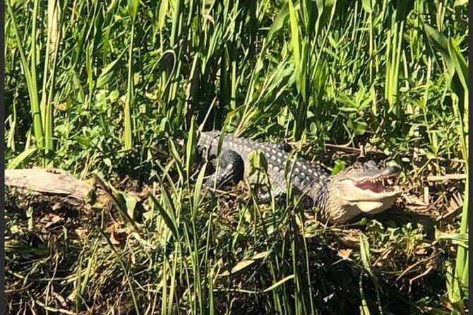 New Orleans Swamp Tour Boat Adventure - Key Points