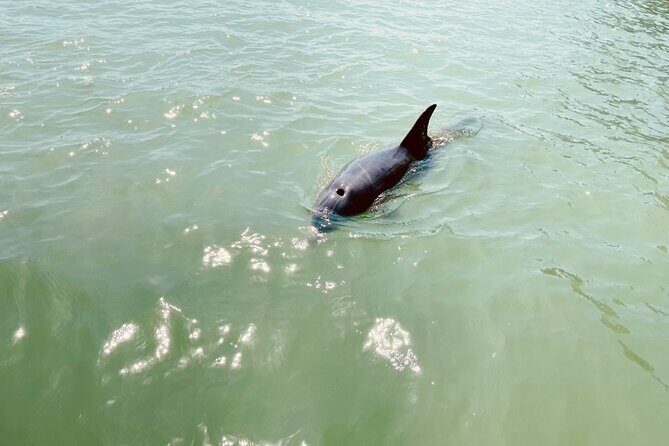 New Smyrna Dolphin and Manatee Kayak and SUP Adventure Tour - Meeting Point and Accessibility