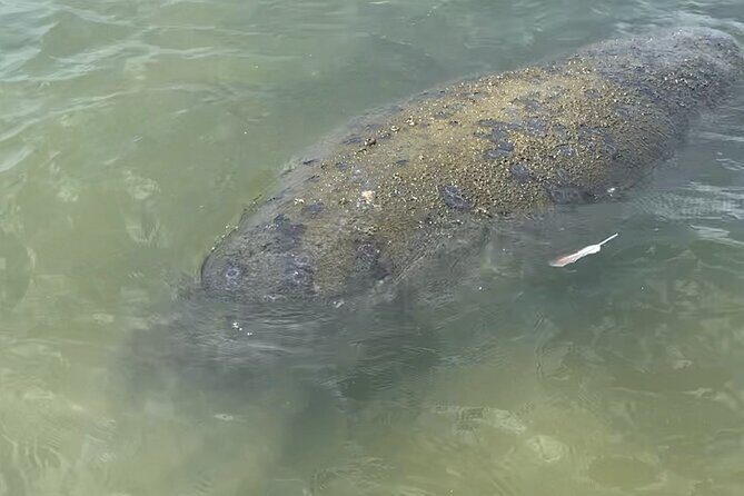 New Smyrna Dolphin and Manatee Kayak and SUP Adventure Tour - Summary of Experience: Who Is It For?