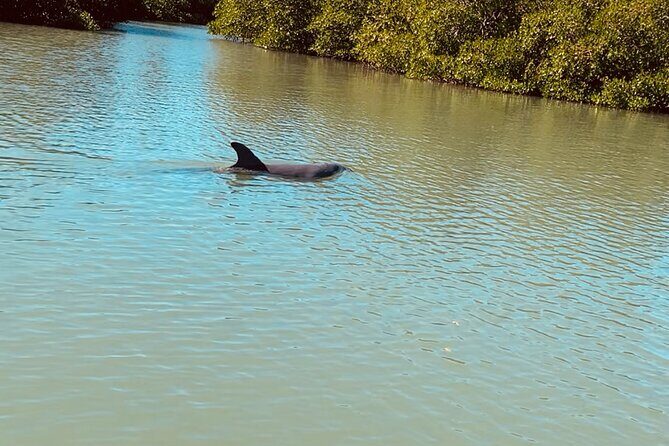 New Smyrna Dolphin and Manatee Kayak and SUP Adventure Tour - FAQs