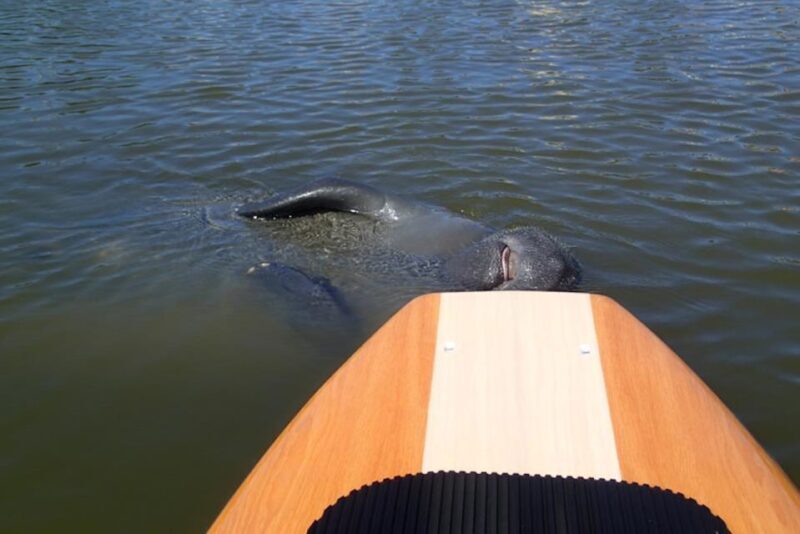 New Smyrna: Half-Day Guided SUP or Kayak Waterways Tour - Practicalities and Considerations