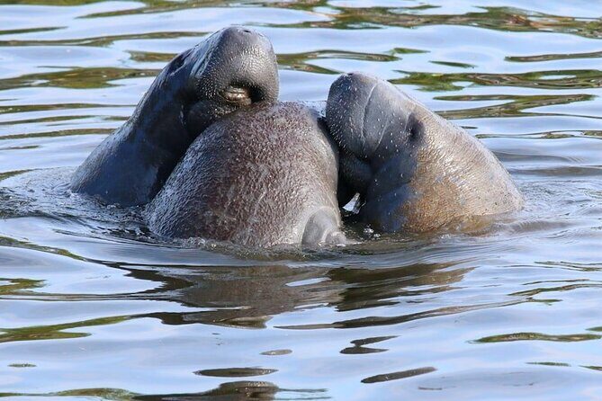 New Smyrna Mangrove Paddle & Mimosa Tour - Group Size and Atmosphere