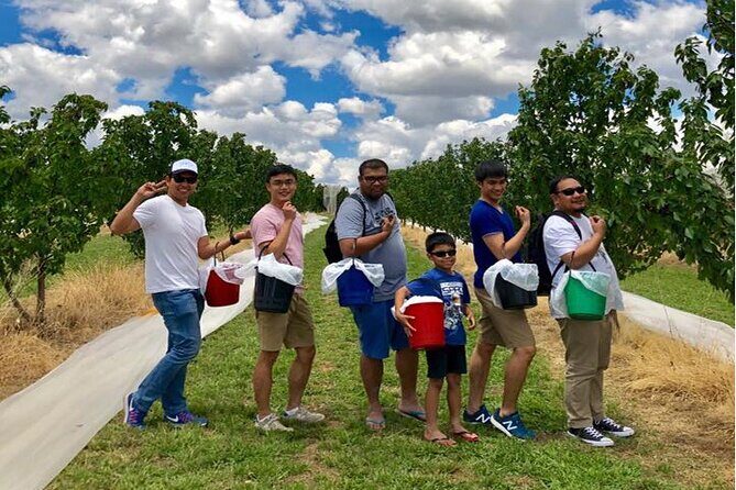 New South Wales Cherry Picking Tour - An In-Depth Look at the New South Wales Cherry Picking Tour