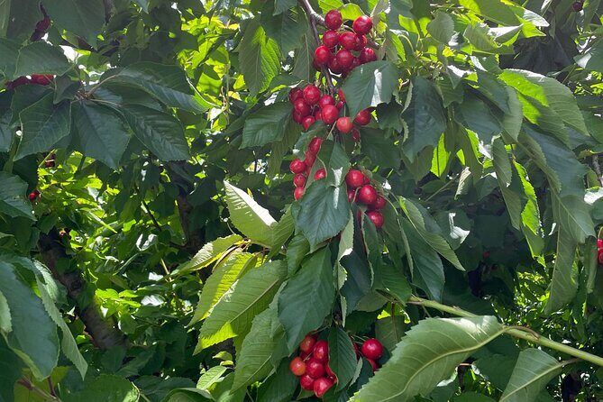 New South Wales Cherry Picking Tour - The Cherry Picking Experience