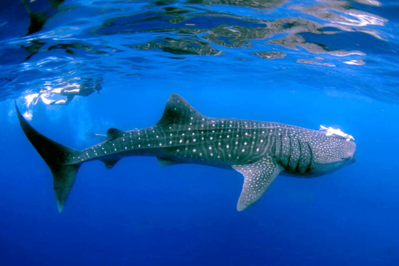 New Whale Shark Encounter Experience in Cancun !! - Analyzing the Experience: What to Expect