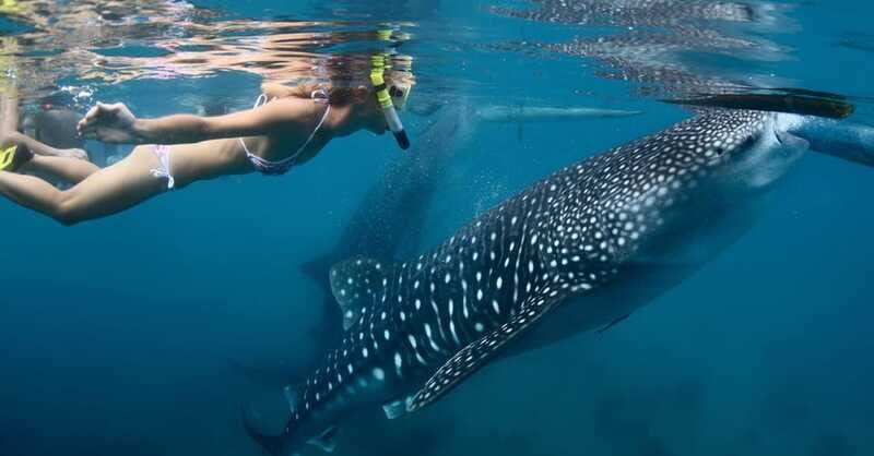 New Whale Shark Encounter Experience in Cancun !! - Safety, Weather, and Practical Tips