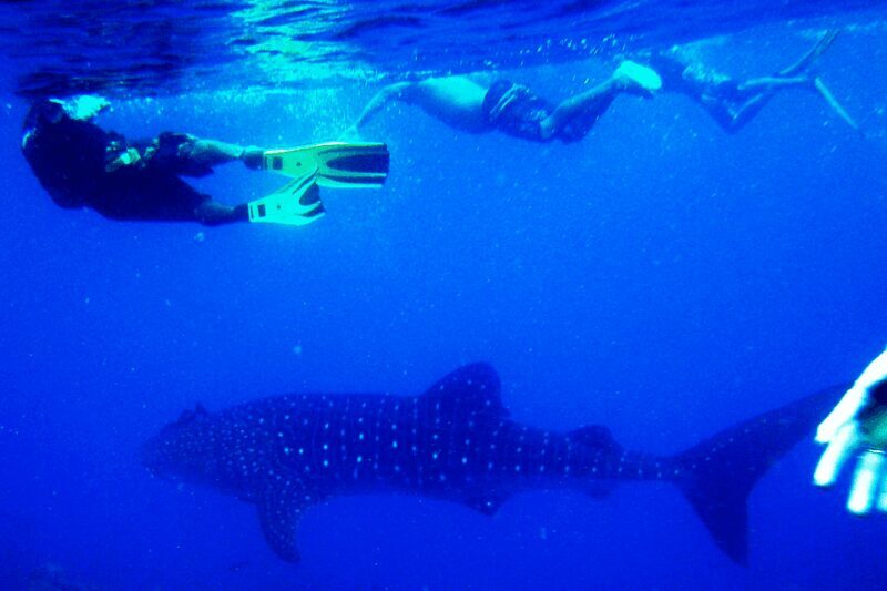 New Whale Shark Encounter Experience in Cancun !! - Is This Tour Right for You?
