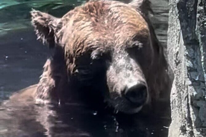 New York Central Park Zoo Ticket - An In-Depth Look at the Central Park Zoo Experience