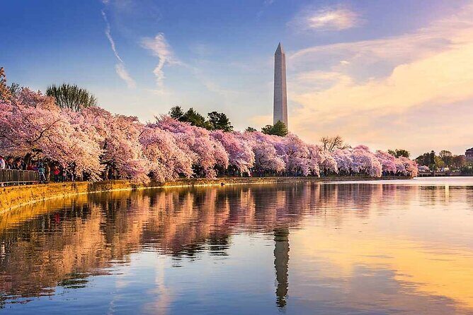 New York to Washington D.C. Spring Cherry Blossom Full-Day Tour - Key Points