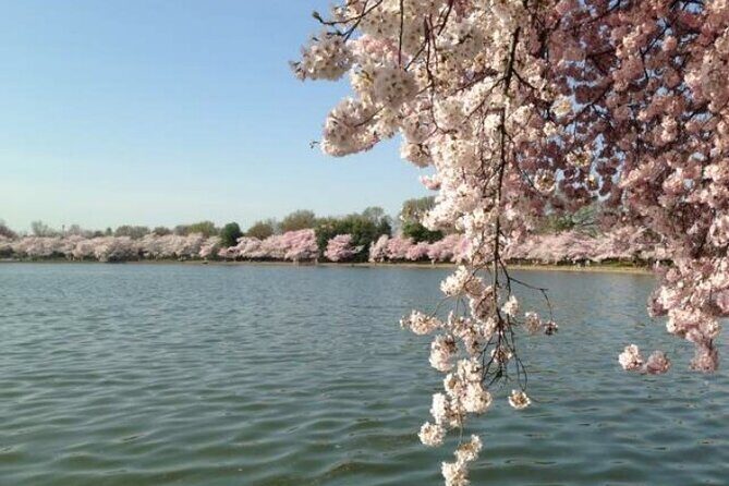 New York to Washington D.C. Spring Cherry Blossom Full-Day Tour - Final Thoughts: Who Is This Tour For?