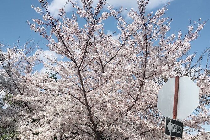 New York to Washington D.C. Spring Cherry Blossom Full-Day Tour - Frequently Asked Questions (FAQs)