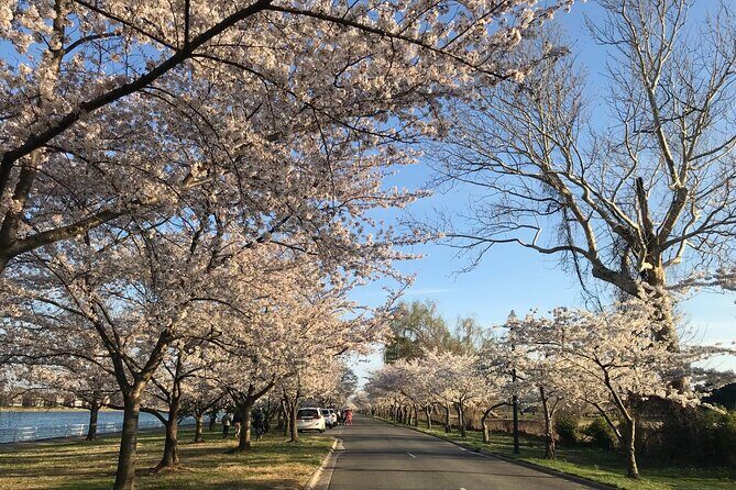 New York to Washington D.C. Spring Cherry Blossom Full-Day Tour - Final Words
