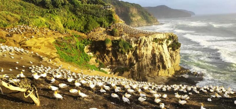 New Zealand: 9-Day Private Tour with 14-16 Activities - An Overview of the Experience
