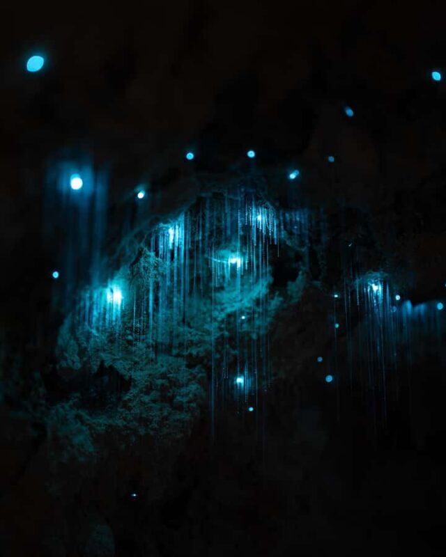 New Zealand: Starburst Cathedral in Milky Way Glowworm Cave - What to Expect During Your Visit