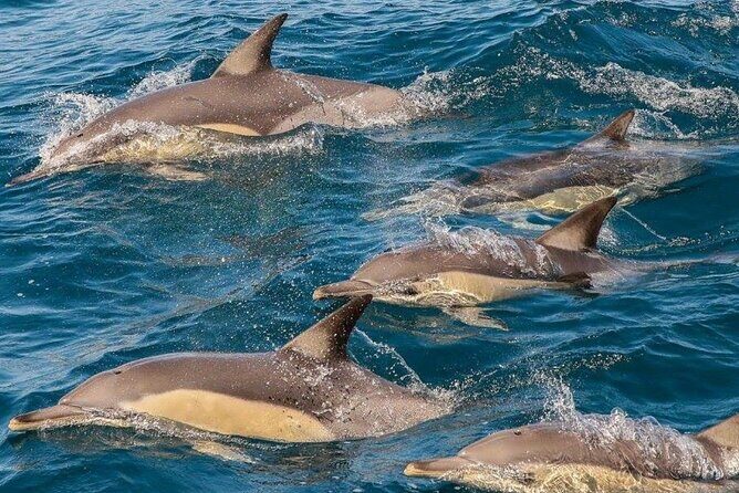 Newcastle: Animal Lovers Tour - Kangaroos, Dolphins & more! - FAQ
