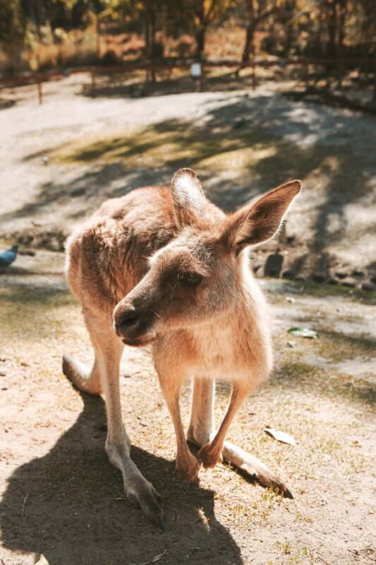 Newcastle: Animal Lovers Tour - Kangaroos, Dolphins & more! - The Sum Up