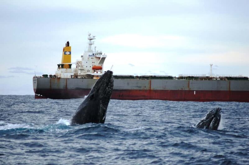 Newcastle: Humpback Whale Watching Cruise and Harbor Tour - A Detailed Look at the Whale Watching Experience