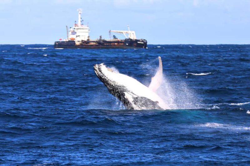 Newcastle: Humpback Whale Watching Cruise and Harbor Tour - FAQ (Frequently Asked Questions)