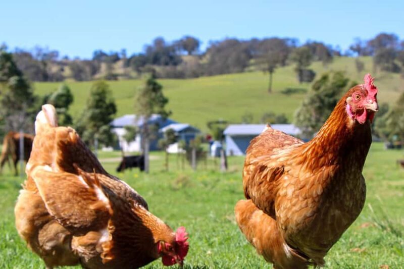 Newcastle: Hunter Valley River & Farm Tour with BBQ - FAQ