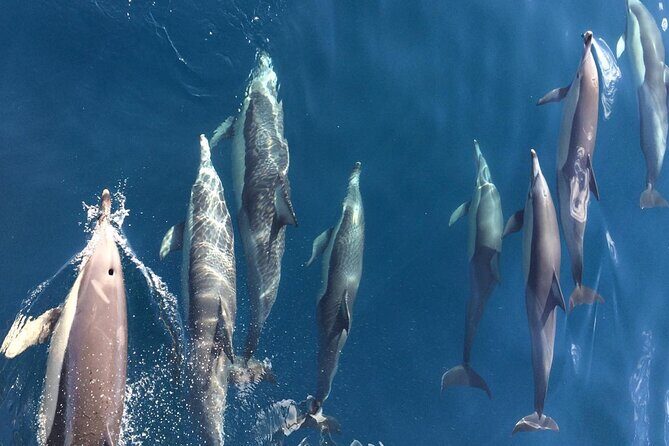 Newcastle: Port Stephens day tour - Dolphins, hike & swim! - Frequently Asked Questions