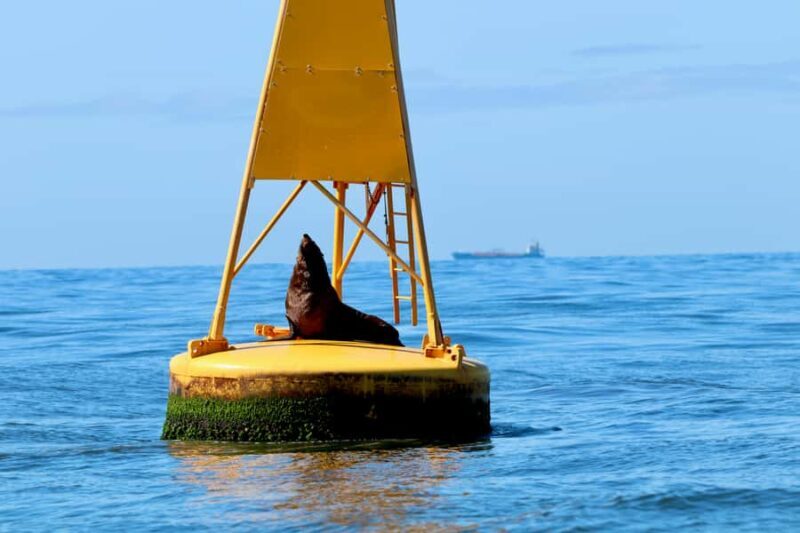 Newcastle: Small Group Humpback Whale Encounter Tour - The Experience: What You Can Expect