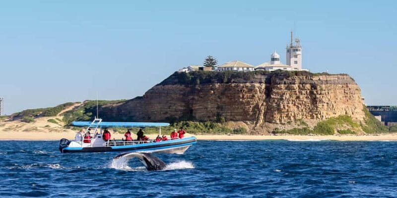 Newcastle: Small Group Humpback Whale Encounter Tour - The Value of This Tour