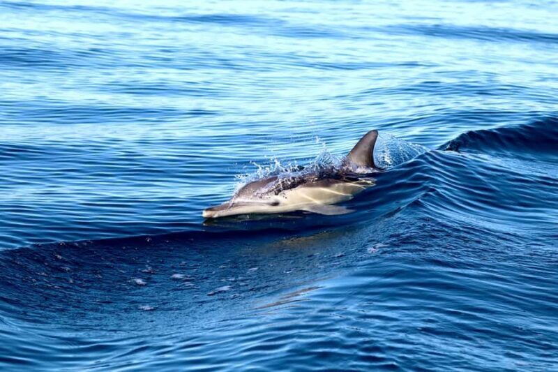 Newcastle: Small Group Humpback Whale Encounter Tour - Who Should Consider This Tour?
