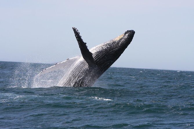 Newcastle Whale Watching Cruise - Key Points