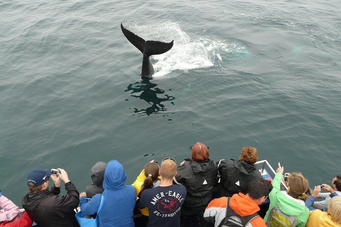 Newfoundland Puffin and Whale Watch Cruise - The Itinerary: What to Expect on the Water