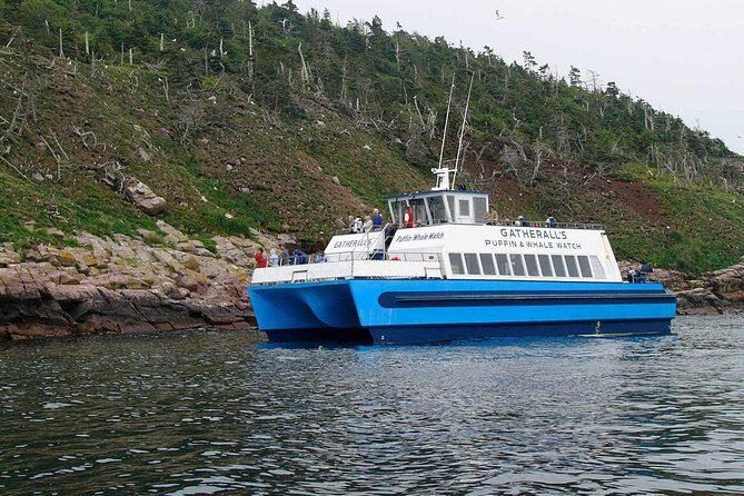 Newfoundland Puffin and Whale Watch Cruise - Final Thoughts: Is It Worth It?