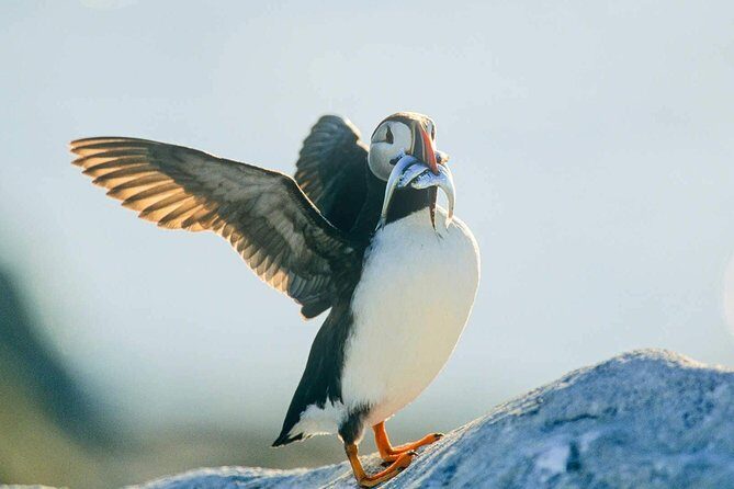Newfoundland Puffin and Whale Watch Cruise - FAQ