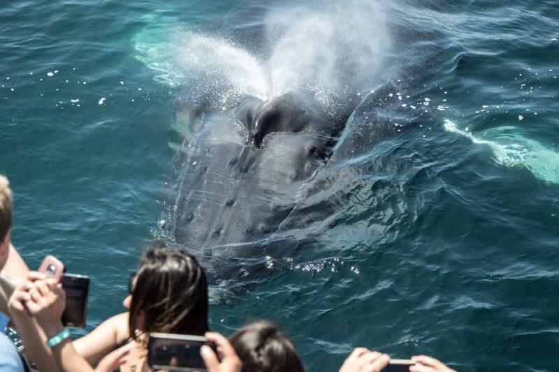 Newport Beach: Luxury Whale Watching Catamaran Cruise - Key Points