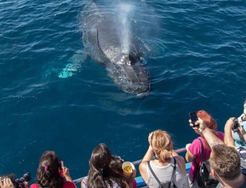 Newport Beach: Luxury Whale Watching Catamaran Cruise - Setting Sail: What to Expect on This Whale Watching Cruise