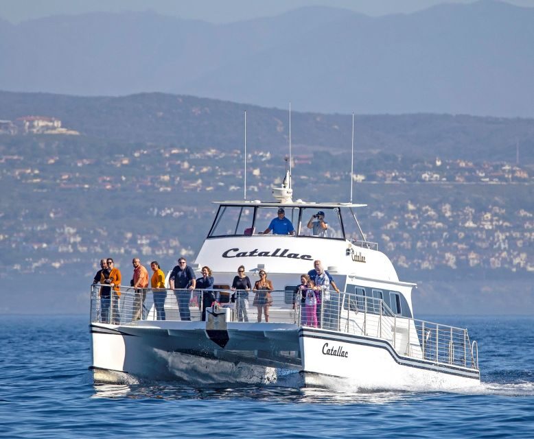 Newport Beach: Luxury Whale Watching Catamaran Cruise - Pricing and Value
