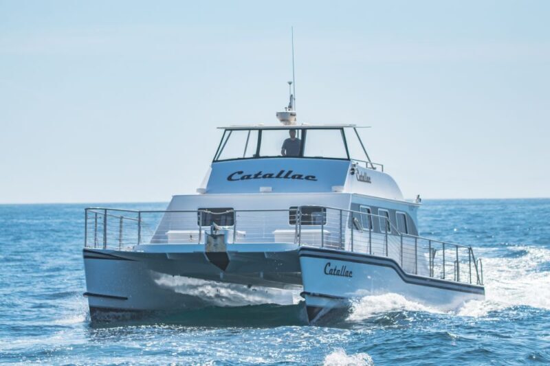 Newport Beach: Luxury Whale Watching Catamaran Cruise - Who Will Love This Tour?