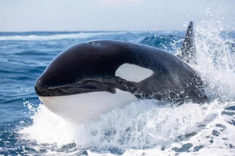 Newport Beach: Luxury Whale Watching Catamaran Cruise - The Sum Up