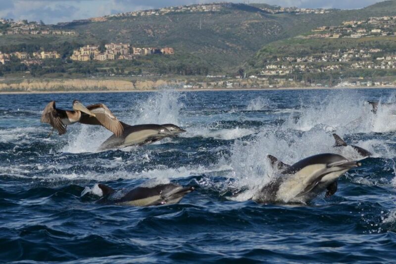 Newport Beach: Luxury Whale Watching Catamaran Cruise - FAQ
