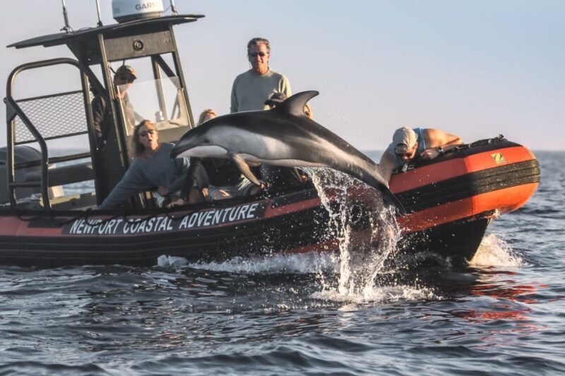 Newport Beach: Ultimate Whale Watching Adventure - An Introduction to the Newport Beach Whale Watching Experience