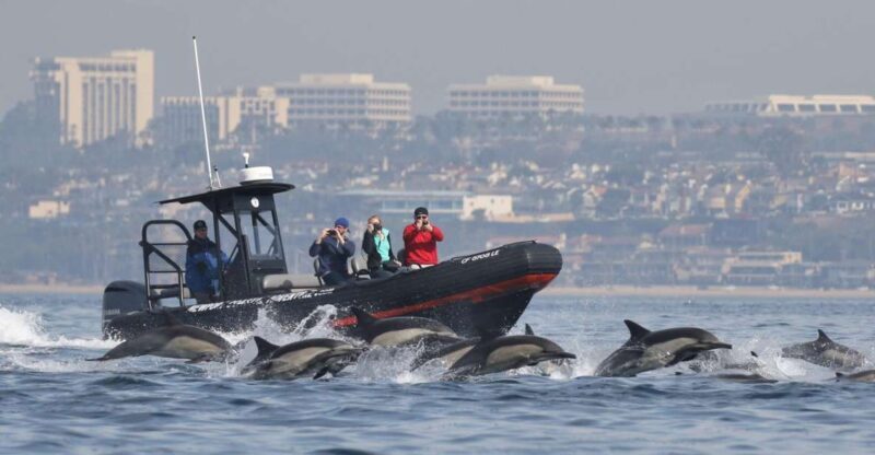 Newport Beach: Ultimate Whale Watching Adventure - The Itinerary and What to Expect