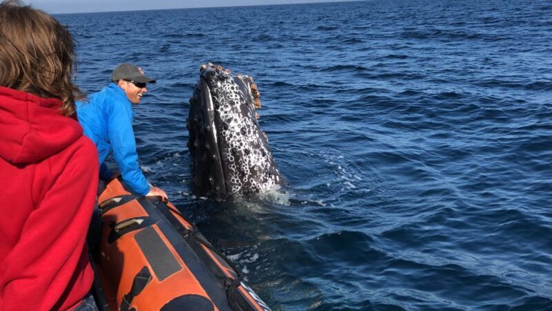 Newport Beach: Ultimate Whale Watching Adventure - Pricing and Value