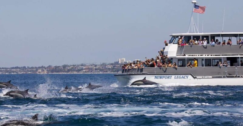 Newport Beach: Whale and Dolphin-Watching Cruise - A Close-Up Look at the Experience