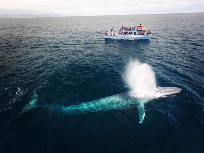 Newport Beach: Whale and Dolphin-Watching Cruise - The Bottom Line