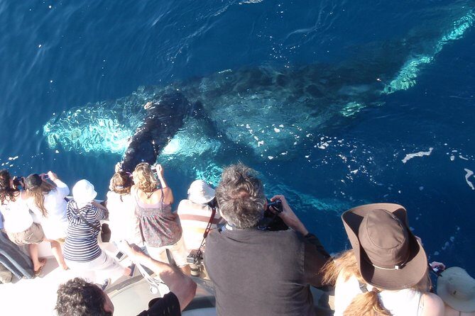 Newport Beach Whale and Dolphin Watching Cruise - A Closer Look at the Experience