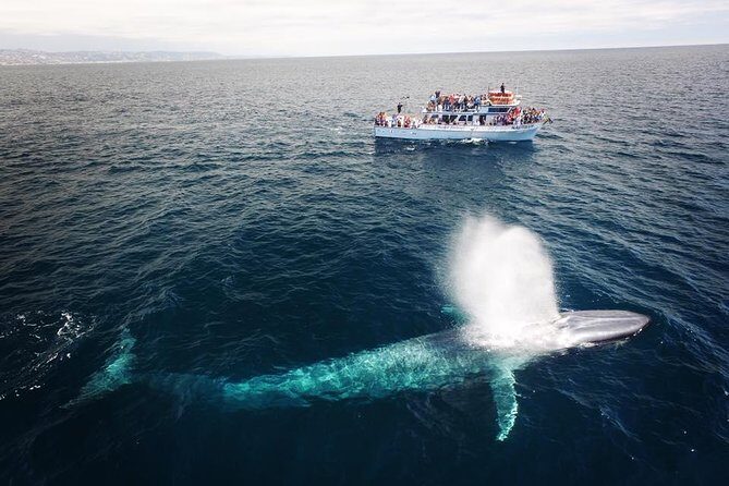 Newport Beach Whale and Dolphin Watching Cruise - FAQ: Your Questions Answered